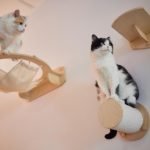 cat-scratching-post-wall-mounted-modern-room-pet-white-wall-stylish-decoration-cat-own