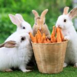 Group,Of,Healthy,Lovely,Baby,Bunny,Easter,Rabbits,Eating,Food,
